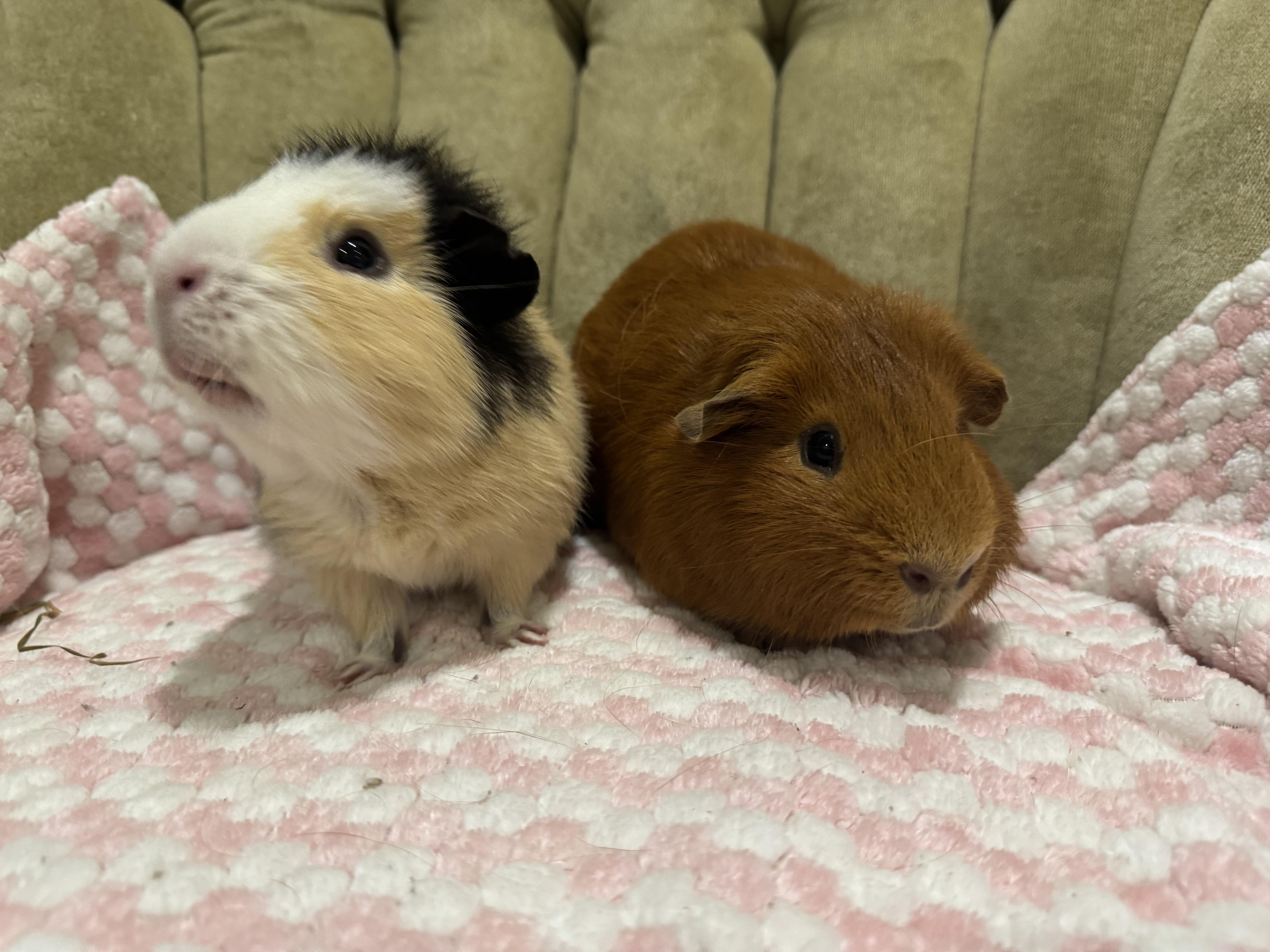 Enlarge PJ and Rowdy, a ADOPTABLE Abyssinian in Walnut Grove, CA image 3/3