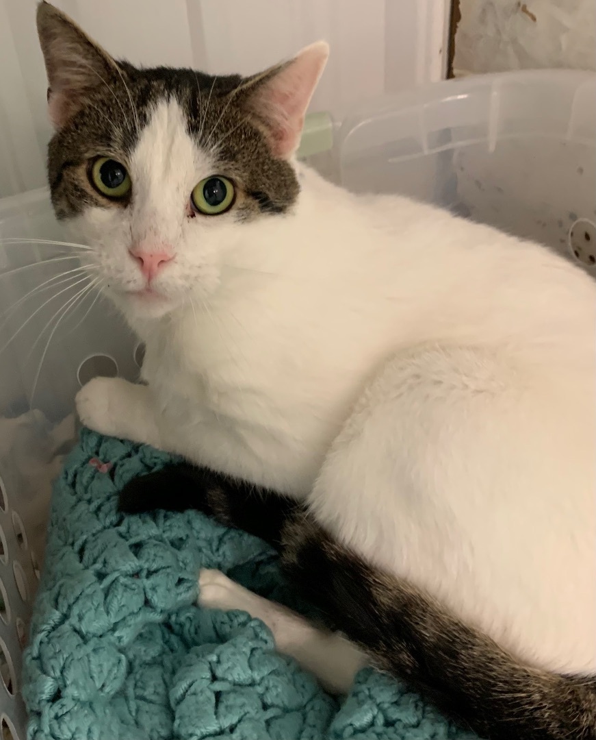 Juno, a Adoptable Domestic Short Hair in Pottsville, PA image 1/2