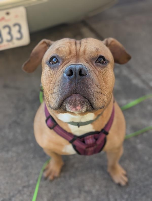 Zeta, Adoptable, Adult Female American Bulldog.
