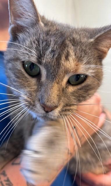 Pear, Adopted, Adult Female Domestic Short Hair.