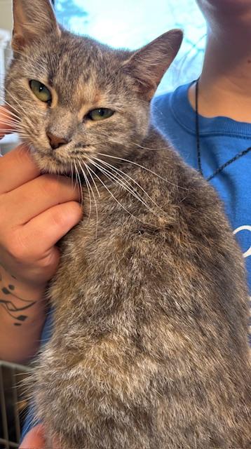 Pear, a Adopted Domestic Short Hair in Harrison, AR image 2/2