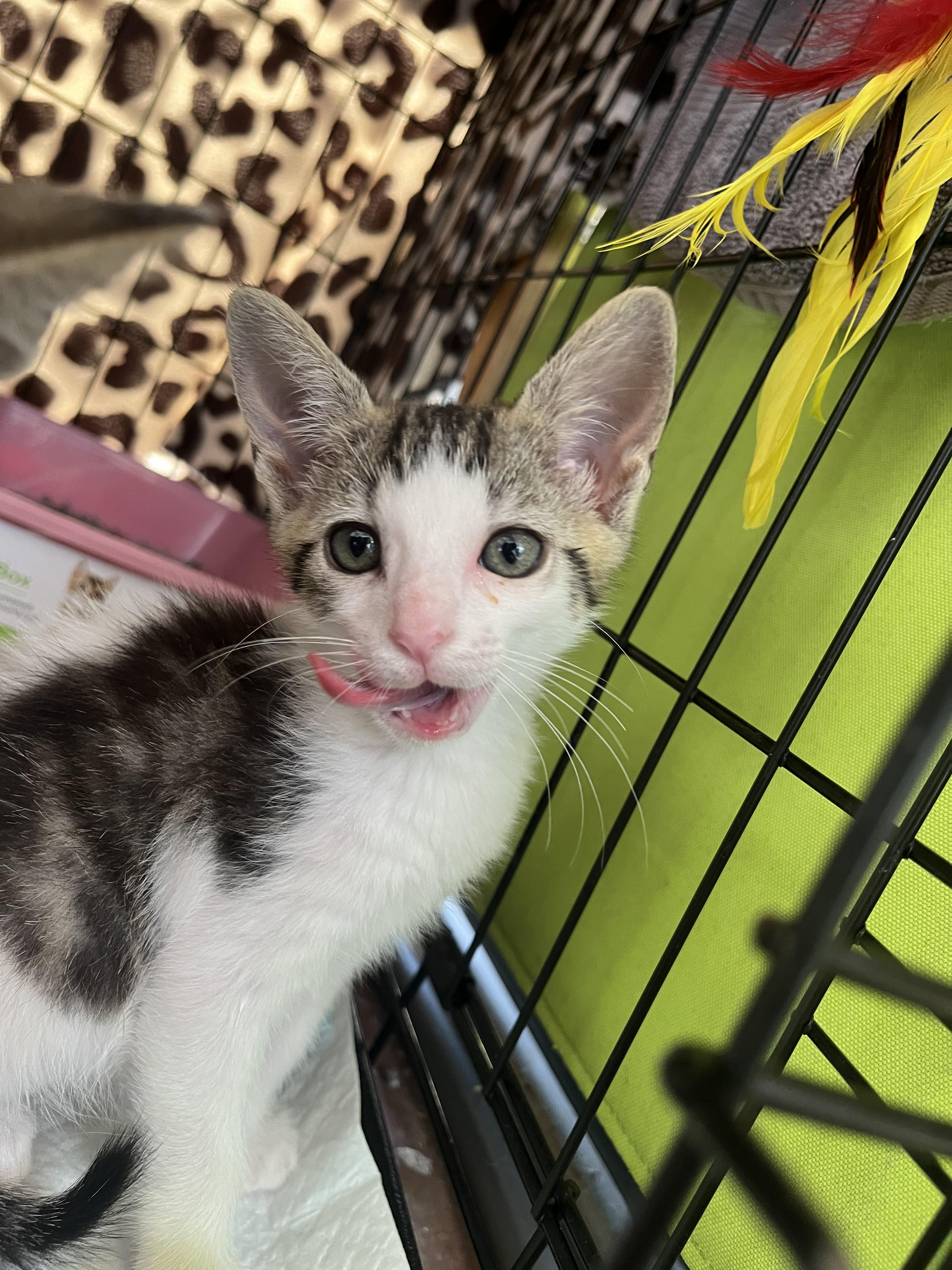 Enlarge Sage, a Adoptable Domestic Short Hair in Honolulu, HI image 6/6