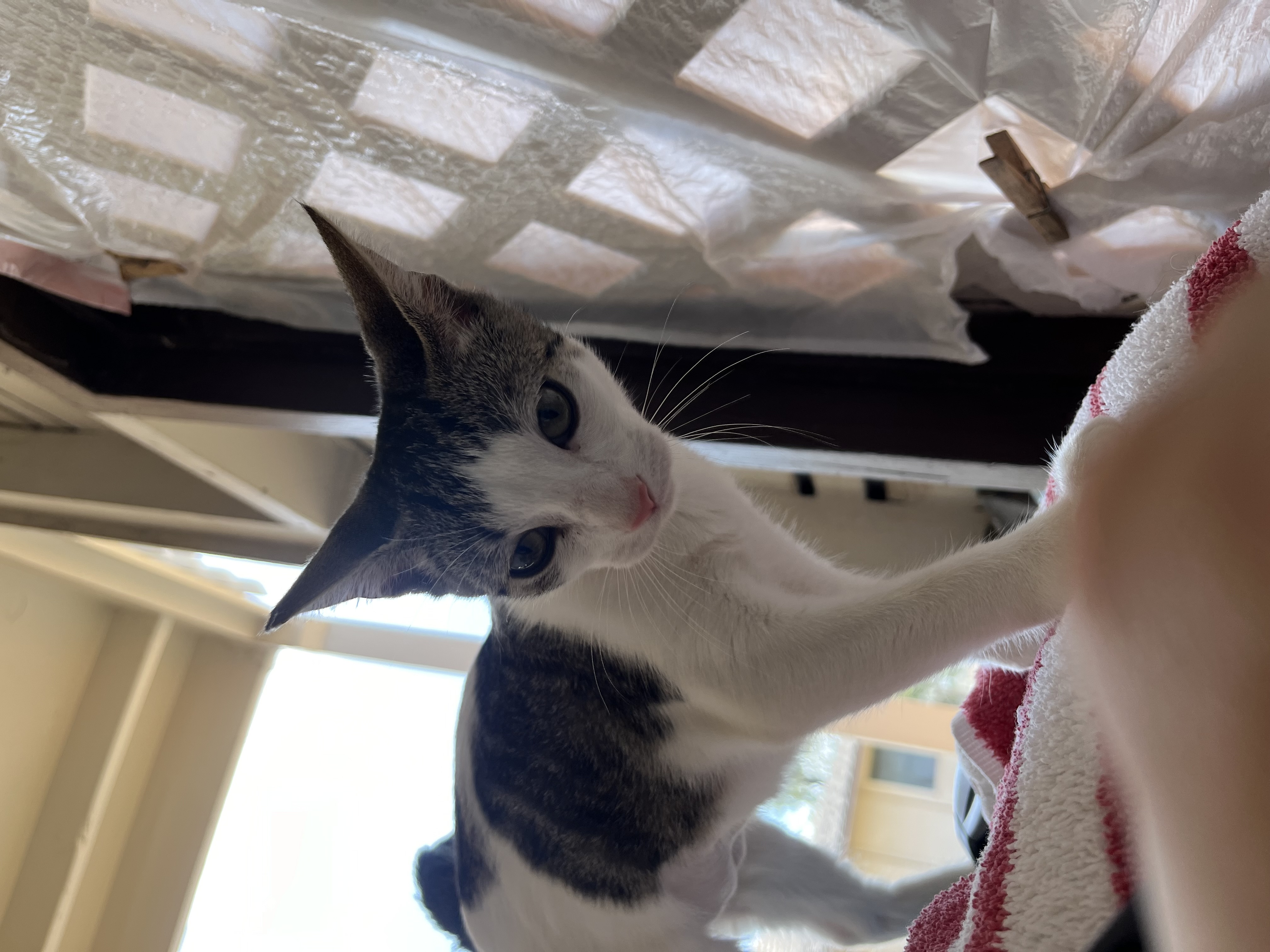 Enlarge Sage, a Adoptable Domestic Short Hair in Honolulu, HI image 1/6