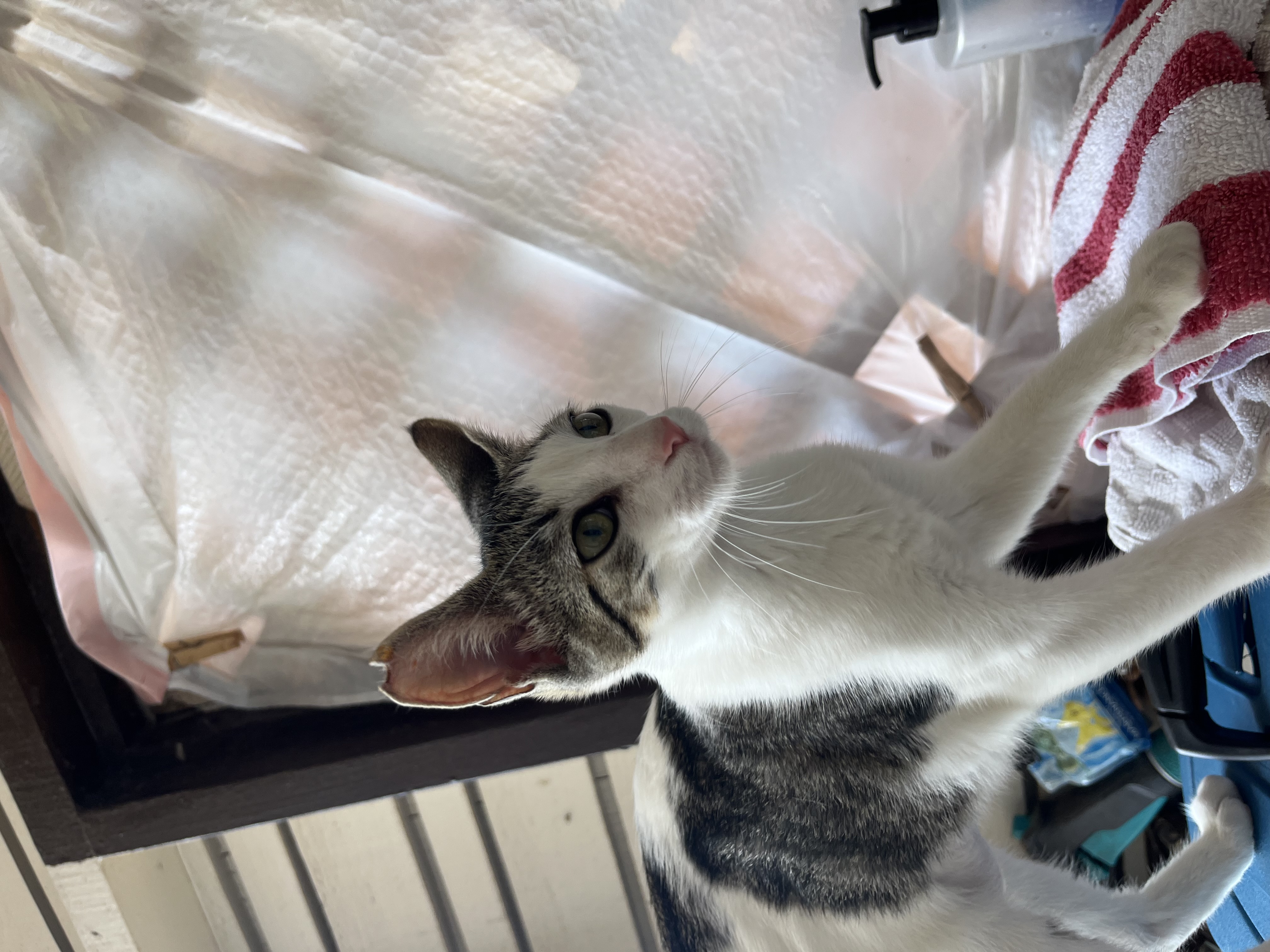 Enlarge Sage, a Adoptable Domestic Short Hair in Honolulu, HI image 3/6