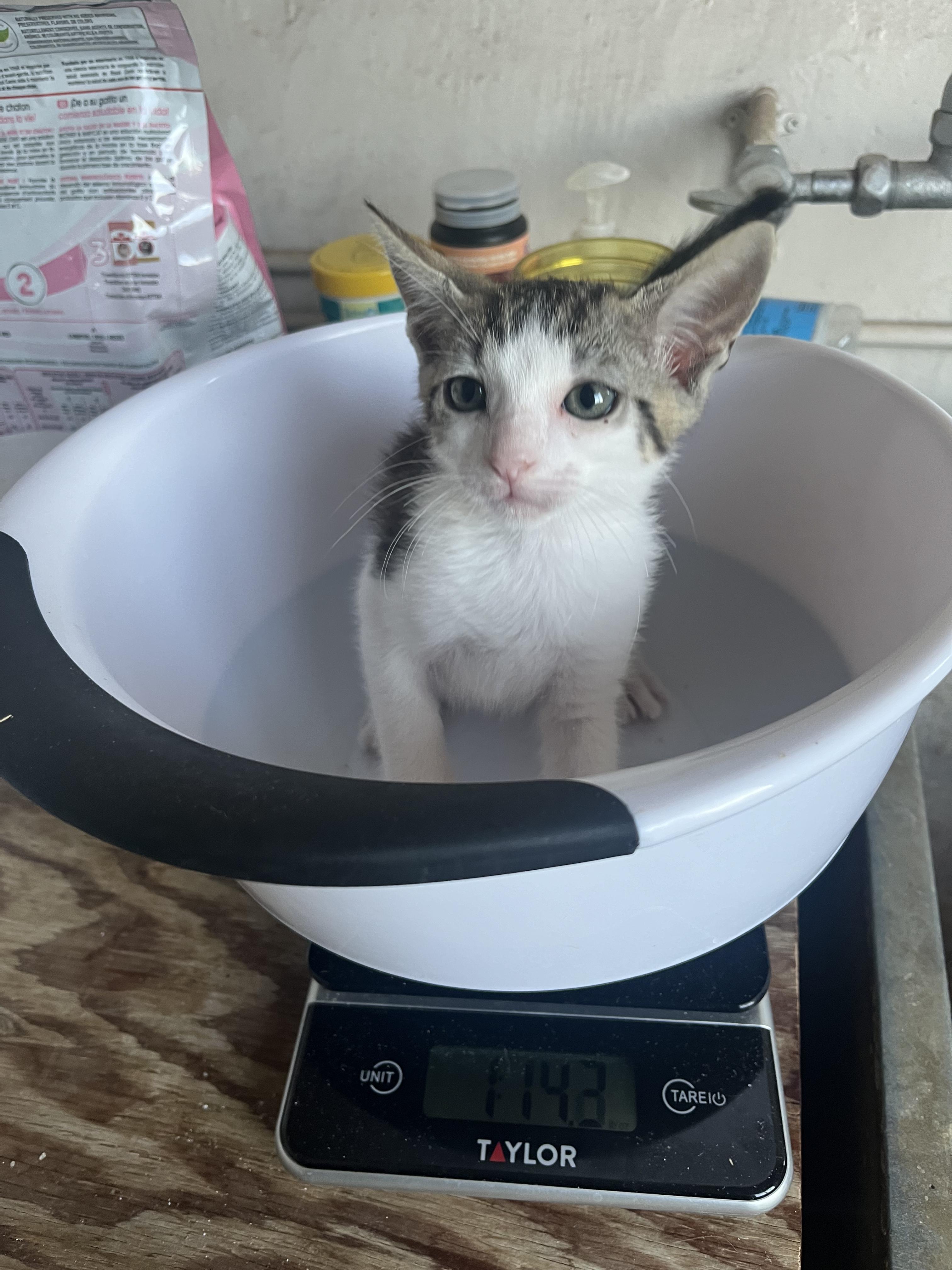 Enlarge Sage, a Adoptable Domestic Short Hair in Honolulu, HI image 4/6