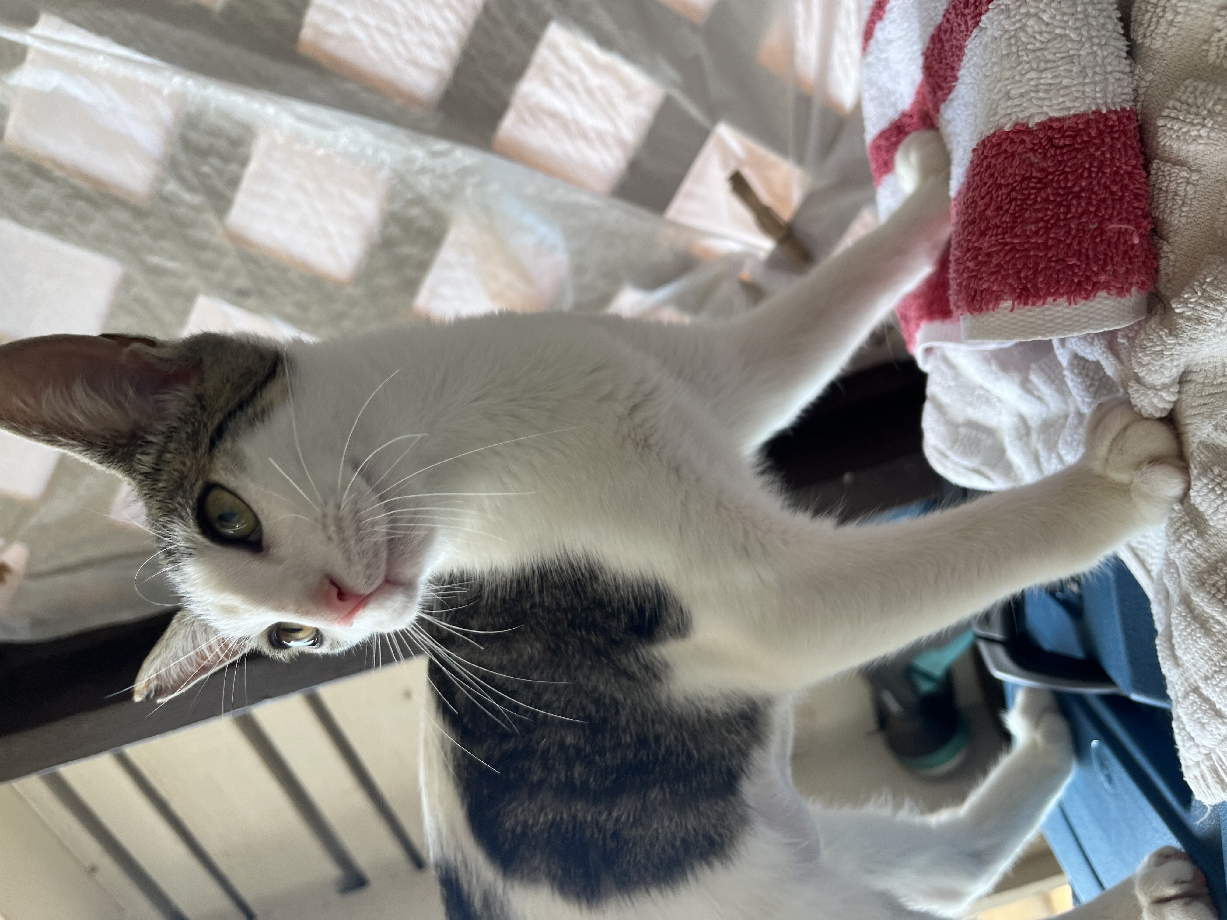 Enlarge Sage, a Adoptable Domestic Short Hair in Honolulu, HI image 2/6