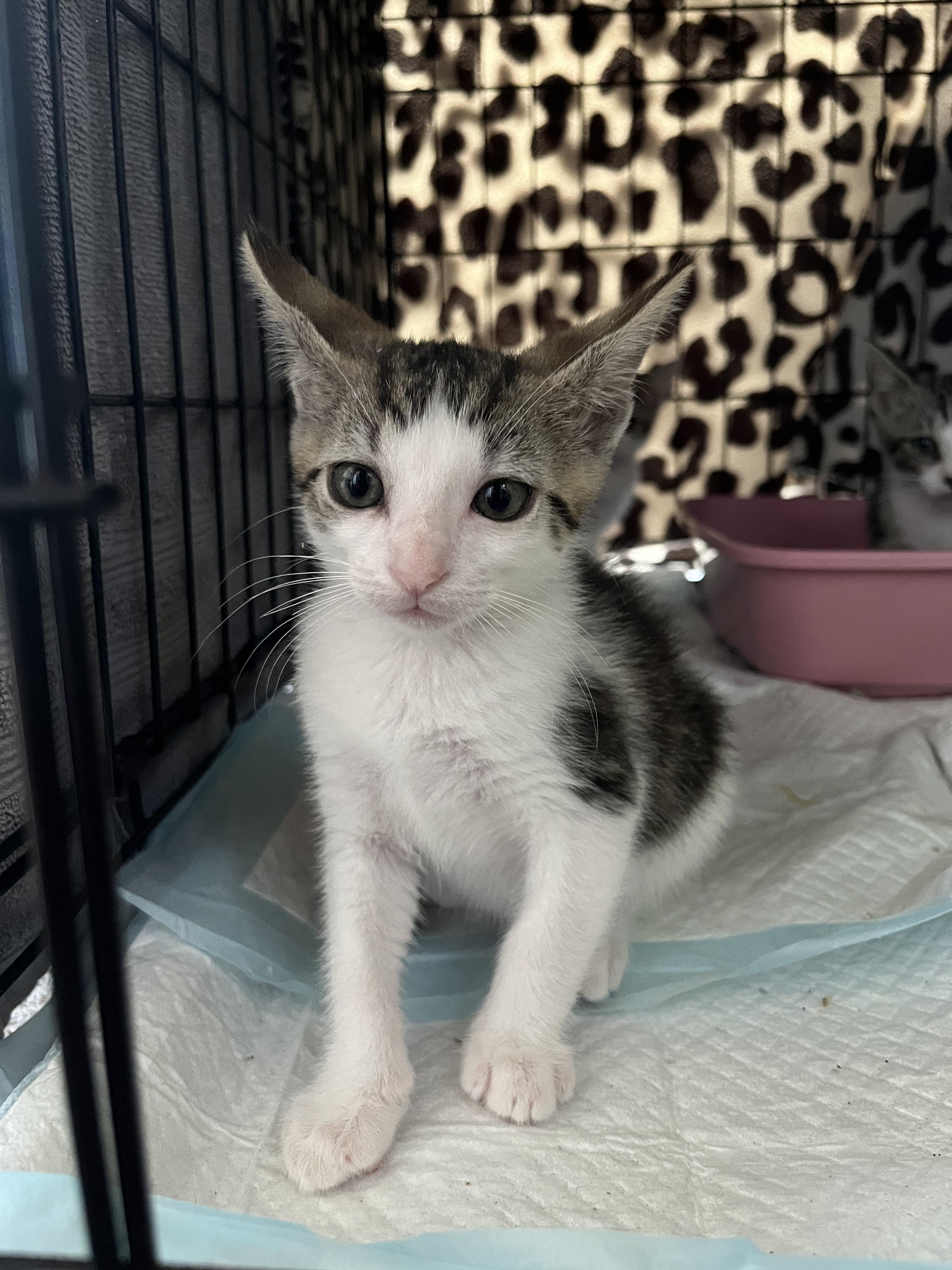 Enlarge Sage, a Adoptable Domestic Short Hair in Honolulu, HI image 5/6