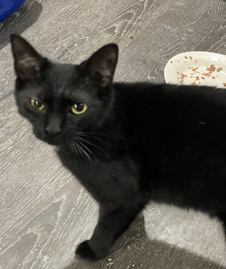 Enlarge Jewel, a Adoptable Domestic Short Hair in Fredericksburg, OH image 1/1