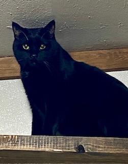 Jewel, Adoptable, Adult Female Domestic Short Hair.