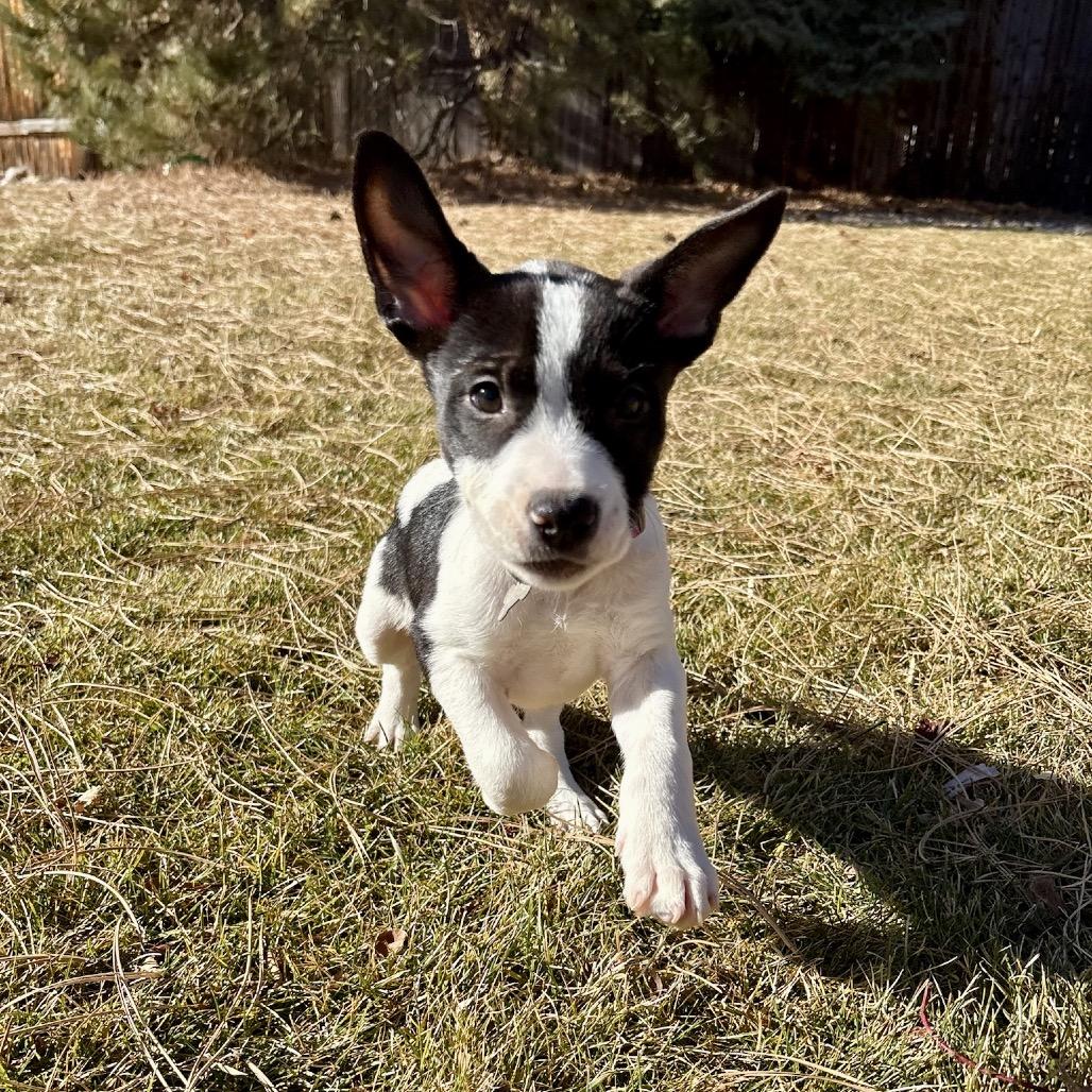 Enlarge Goobler, a Adoptable mixed breed in Fort Collins, CO image 1/6