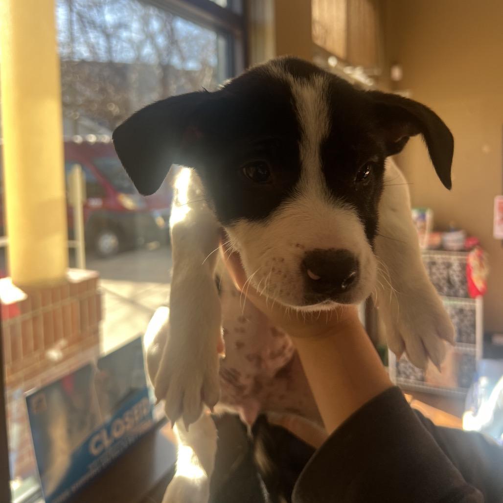 Enlarge Goobler, a Adoptable mixed breed in Fort Collins, CO image 2/6