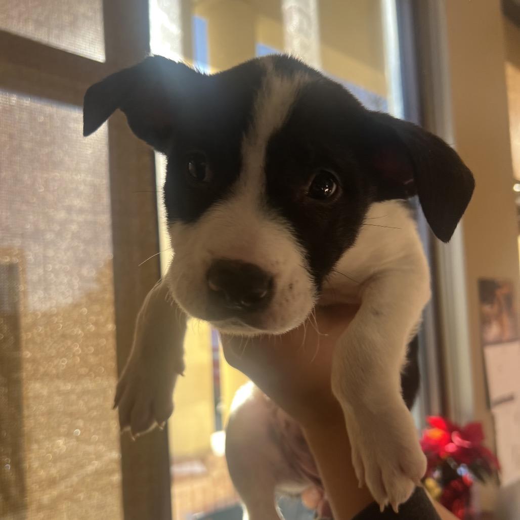 Enlarge Goobler, a Adoptable mixed breed in Fort Collins, CO image 3/6