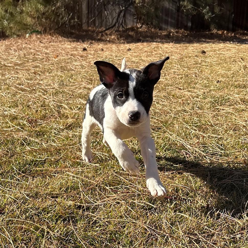 Enlarge Goobler, a Adoptable mixed breed in Fort Collins, CO image 4/6