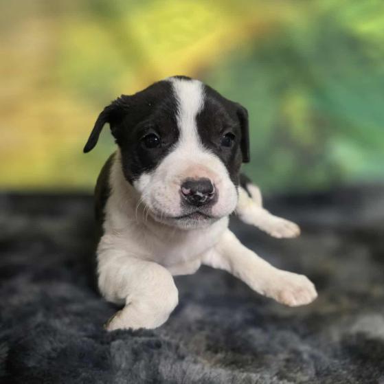 Enlarge Goobler, a Adoptable mixed breed in Fort Collins, CO image 5/6