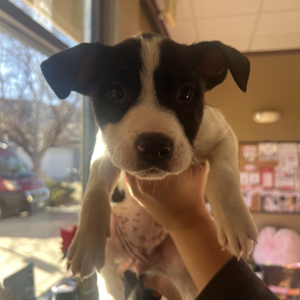Enlarge Goobler, a Adoptable mixed breed in Fort Collins, CO image 6/6