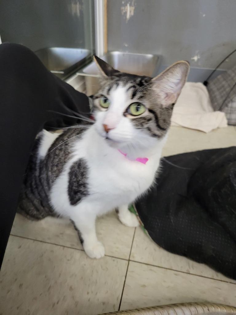 Enlarge ZELDA, a Adoptable Domestic Short Hair in Lemoore, CA image 1/4