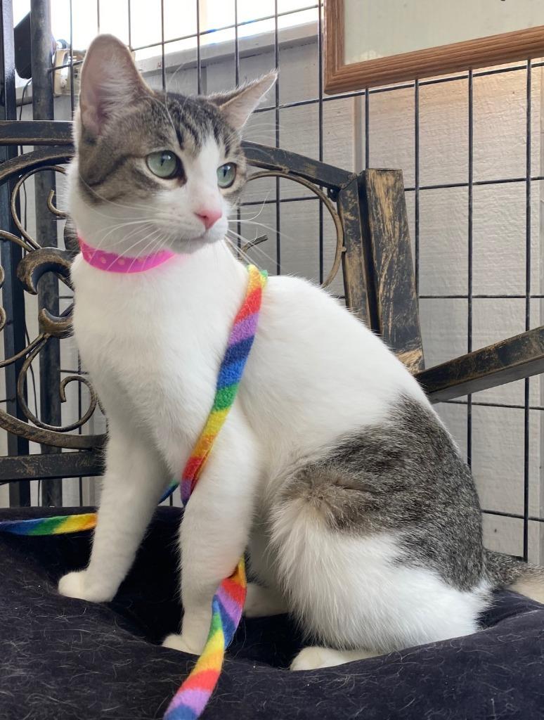 Enlarge ZELDA, a Adoptable Domestic Short Hair in Lemoore, CA image 2/4