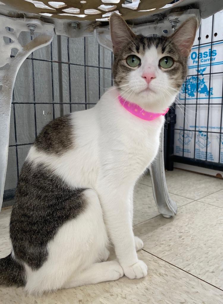 Enlarge ZELDA, a Adoptable Domestic Short Hair in Lemoore, CA image 3/4