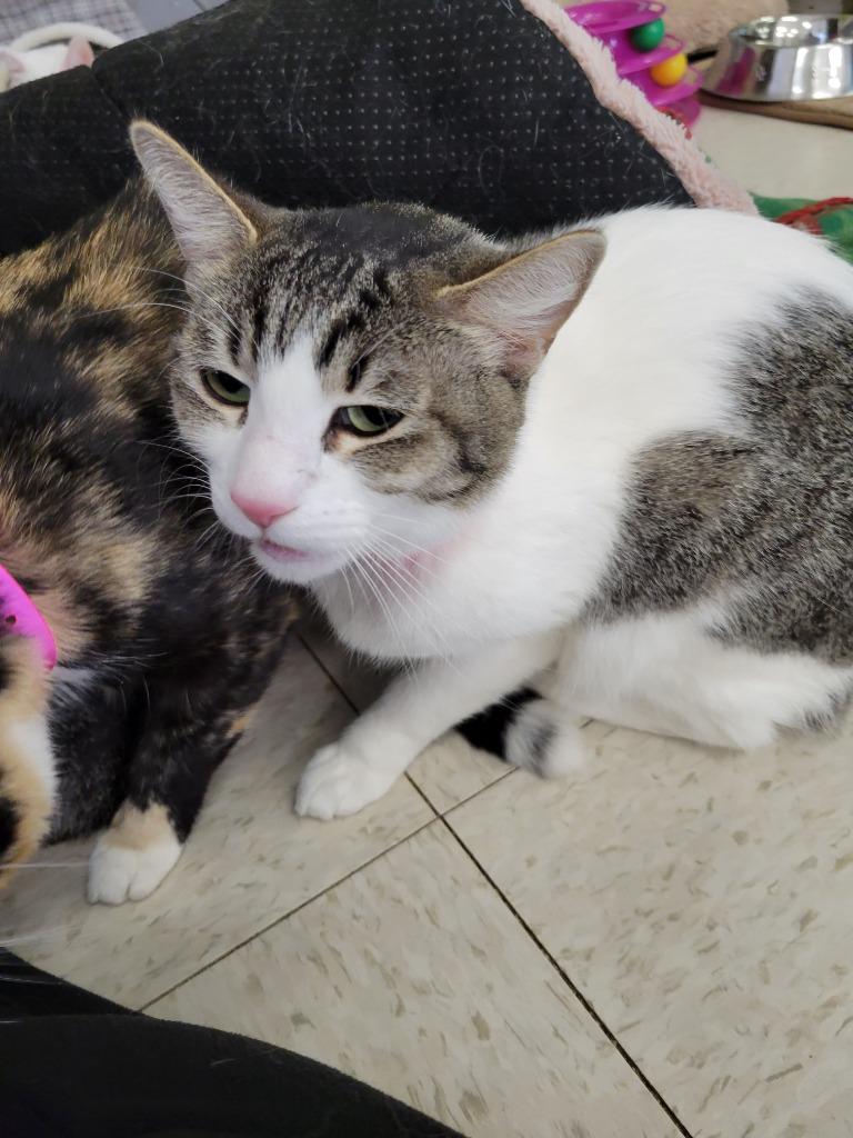 Enlarge ZELDA, a Adoptable Domestic Short Hair in Lemoore, CA image 4/4