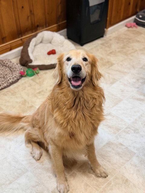 Enlarge Hawkins, a Adopted Golden Retriever in Raleigh, NC image 1/3