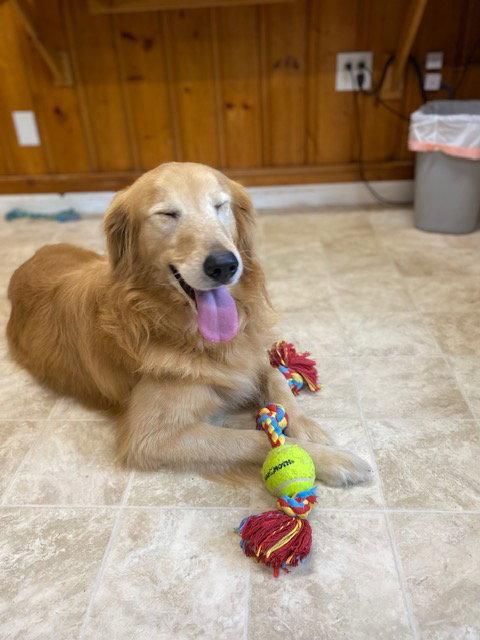 Enlarge Hawkins, a Adopted Golden Retriever in Raleigh, NC image 2/3