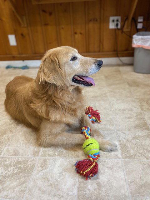 Enlarge Hawkins, a Adopted Golden Retriever in Raleigh, NC image 3/3