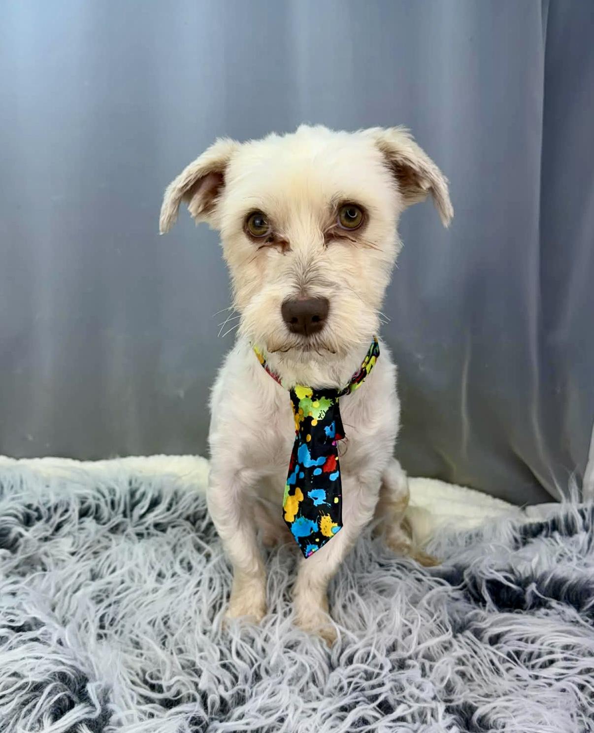 Enlarge Kip, a Adoptable mixed breed in Southfield , MI image 3/6