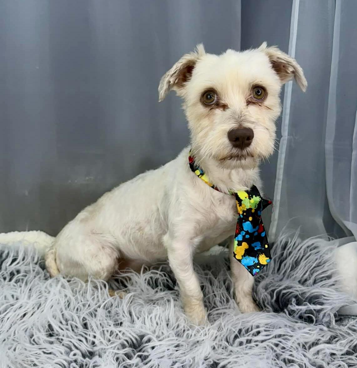 Enlarge Kip, a Adoptable mixed breed in Southfield , MI image 6/6