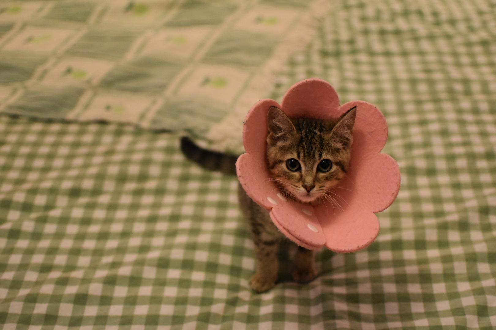 Enlarge Tiger Lilly, a Adoptable Domestic Short Hair in Avondale Estates, GA image 2/6