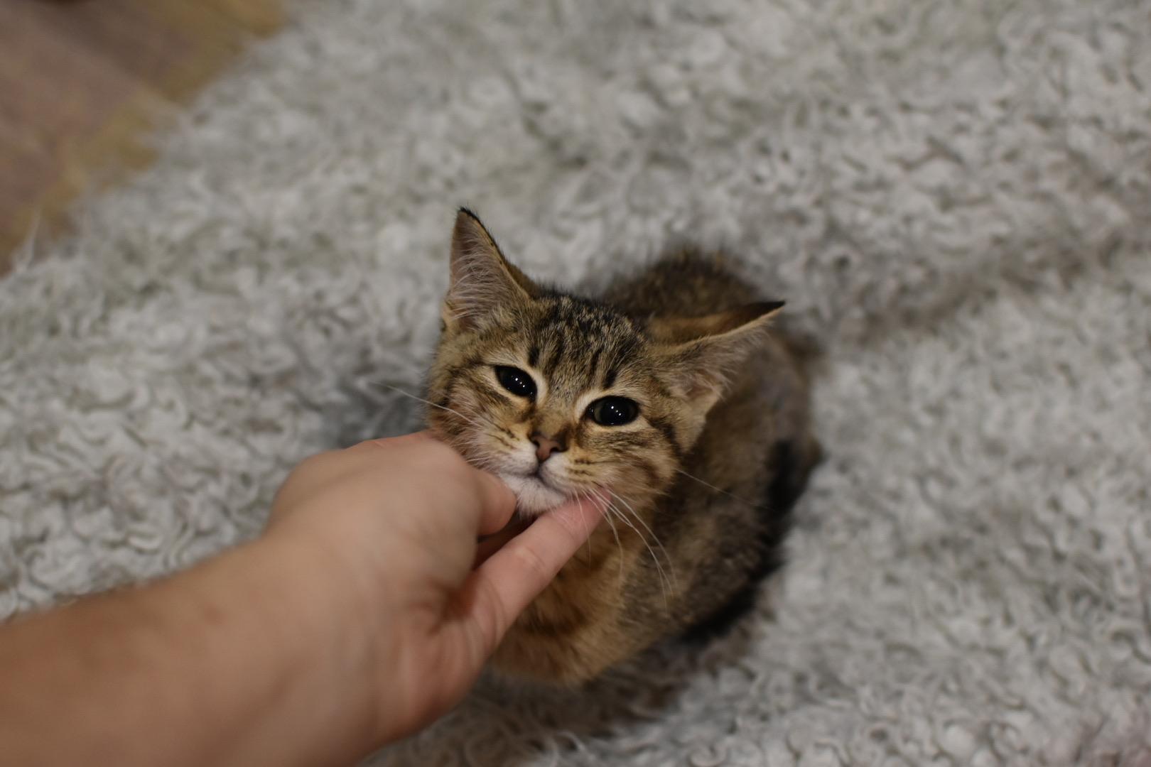 Enlarge Tiger Lilly, a Adoptable Domestic Short Hair in Avondale Estates, GA image 3/6
