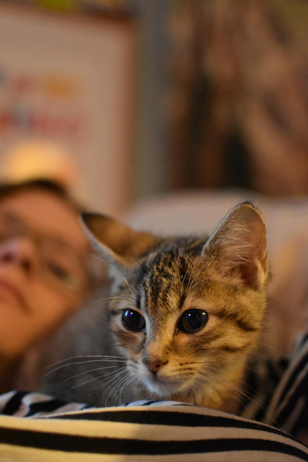 Enlarge Tiger Lilly, a Adoptable Domestic Short Hair in Avondale Estates, GA image 4/6