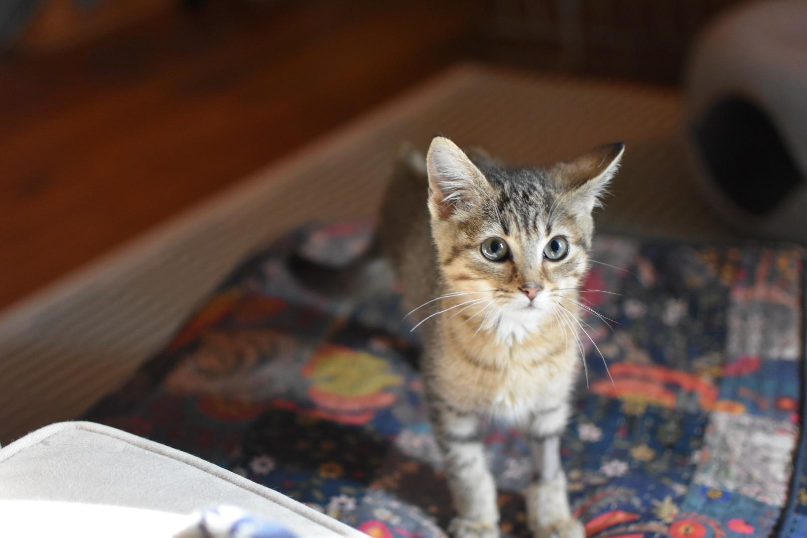 Enlarge Tiger Lilly, a Adoptable Domestic Short Hair in Avondale Estates, GA image 1/6