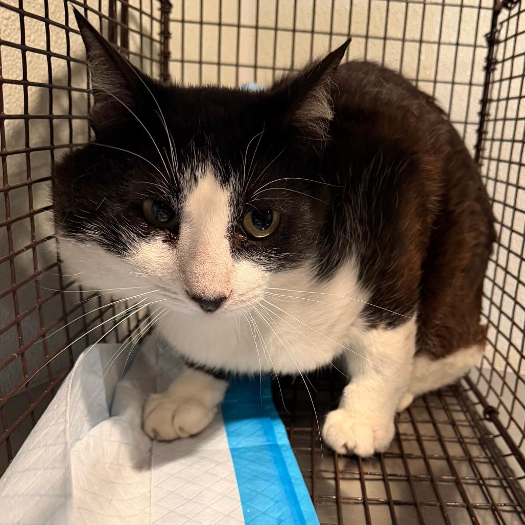 Chipmunk*, Adoptable, Adult Male Domestic Short Hair.