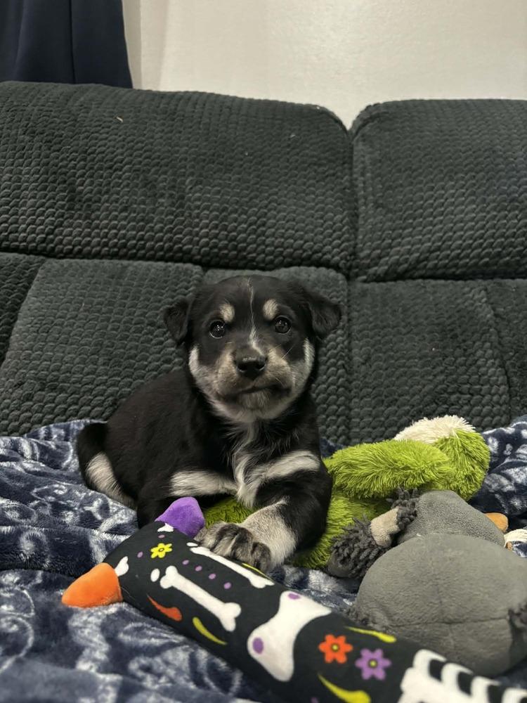SUNDAY, Adoptable, Puppy Male Australian Shepherd.