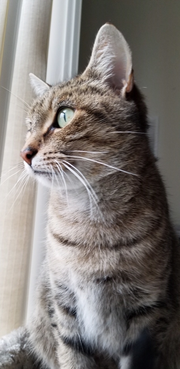 Poppy