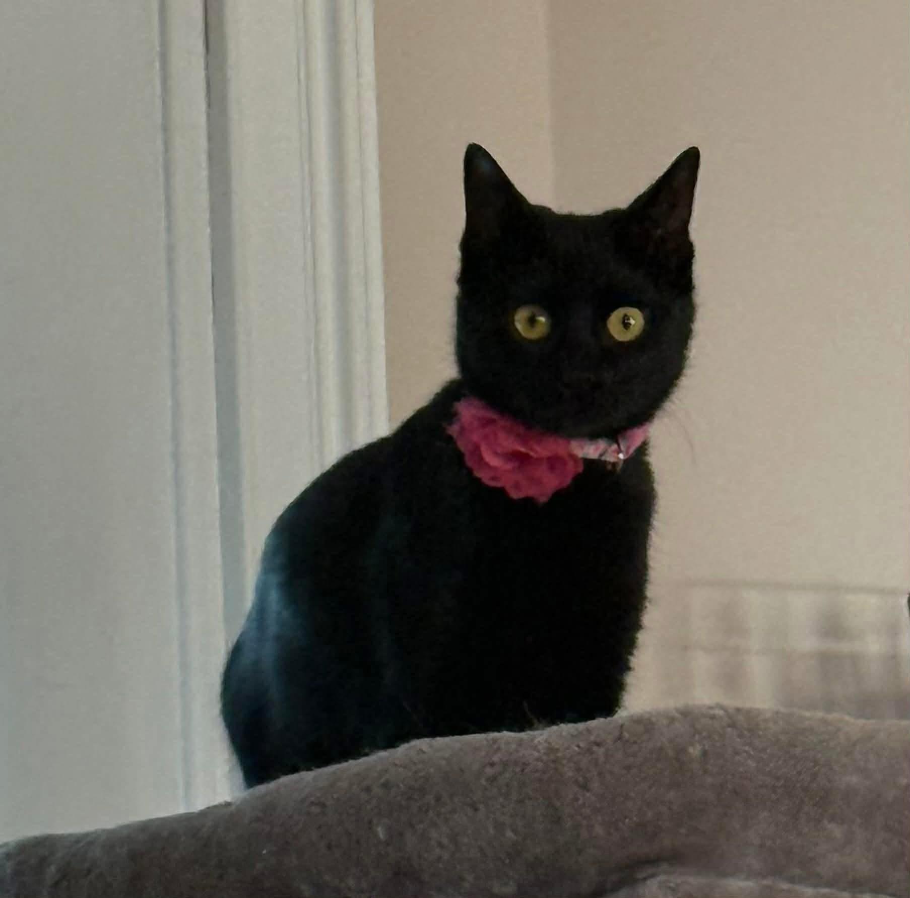 Enlarge Sophia, a ADOPTABLE Domestic Short Hair in Maryville, TN image 1/5