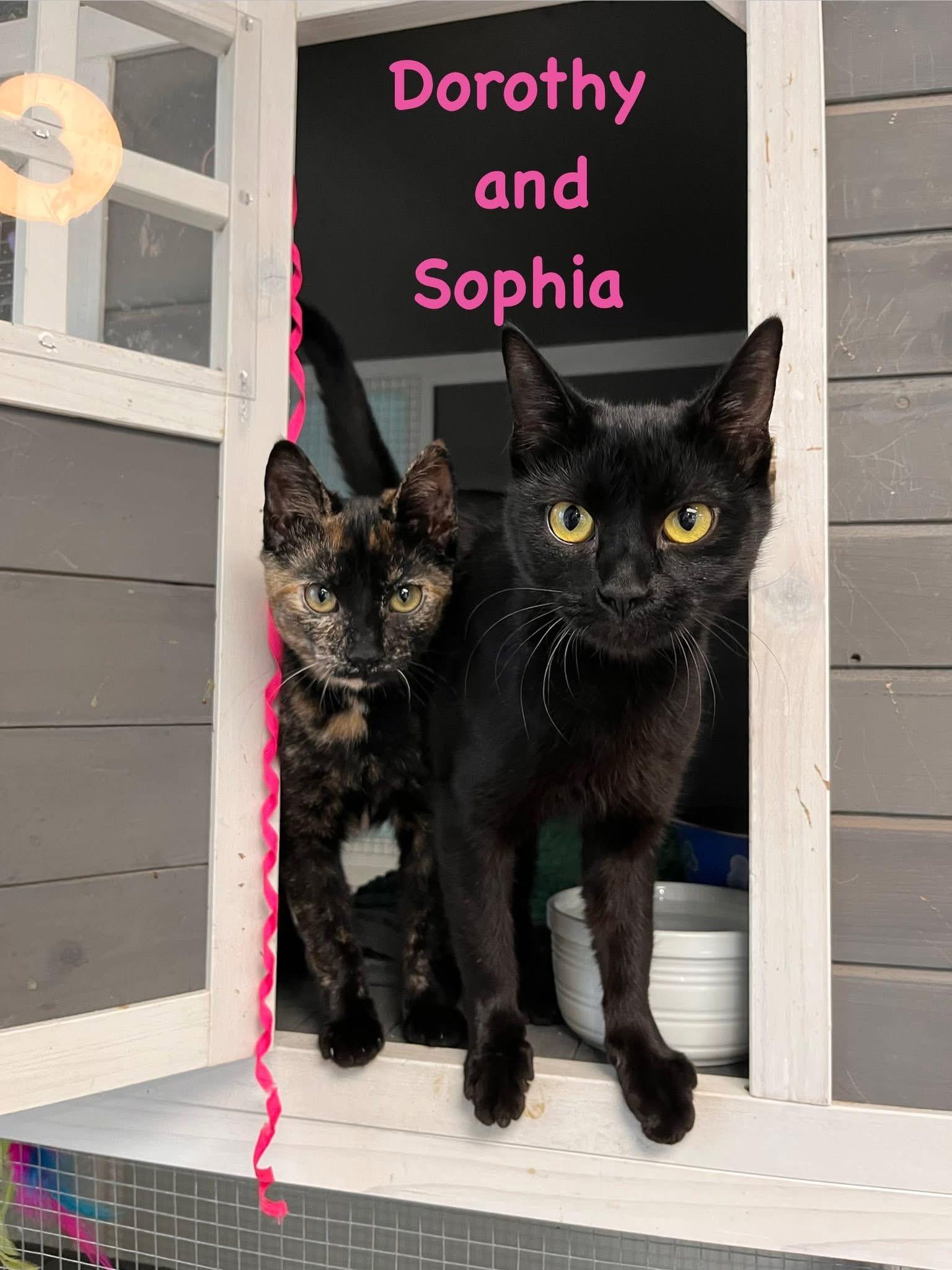 Enlarge Sophia, a ADOPTABLE Domestic Short Hair in Maryville, TN image 3/5