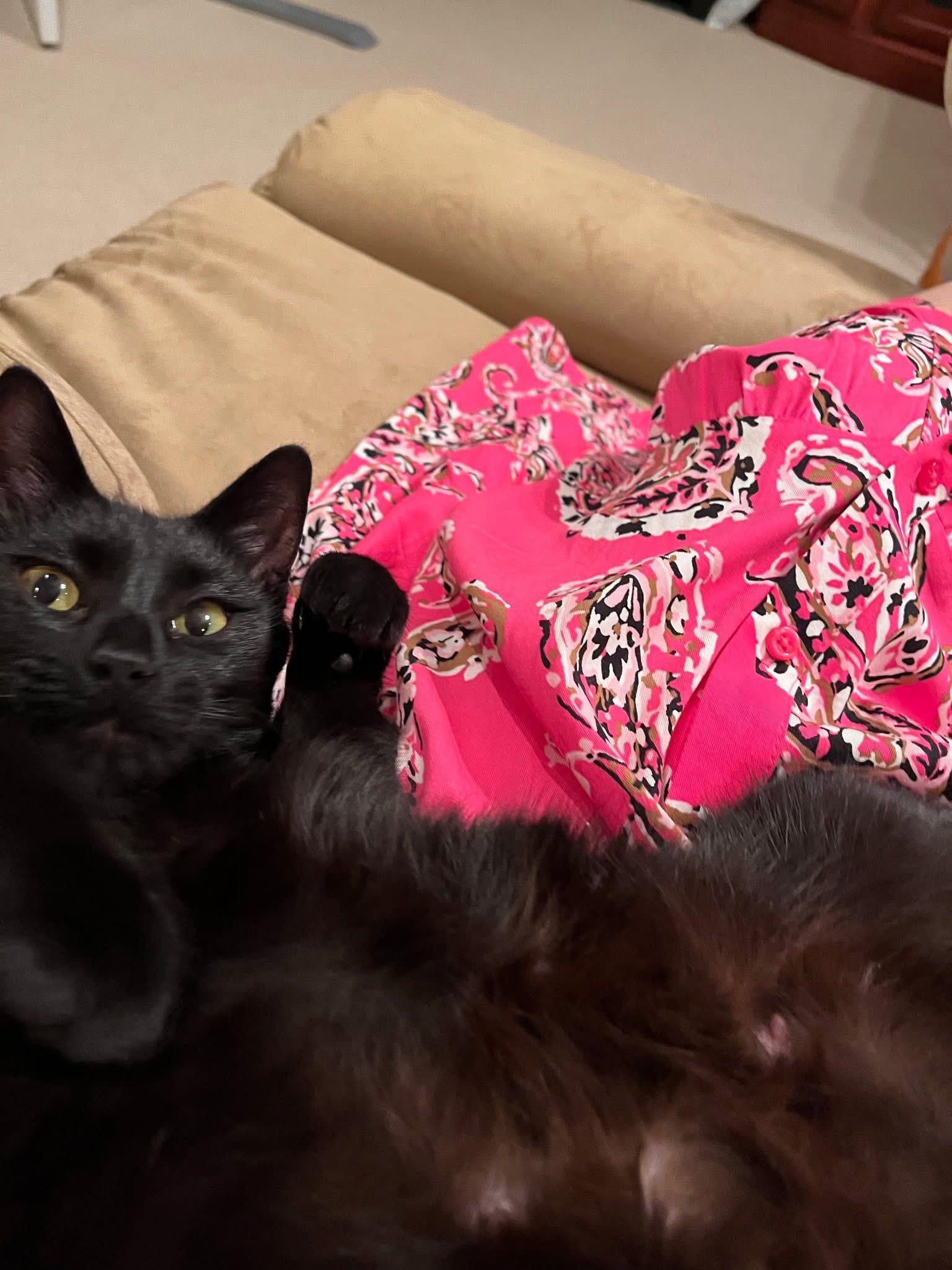 Enlarge Sophia, a ADOPTABLE Domestic Short Hair in Maryville, TN image 2/5