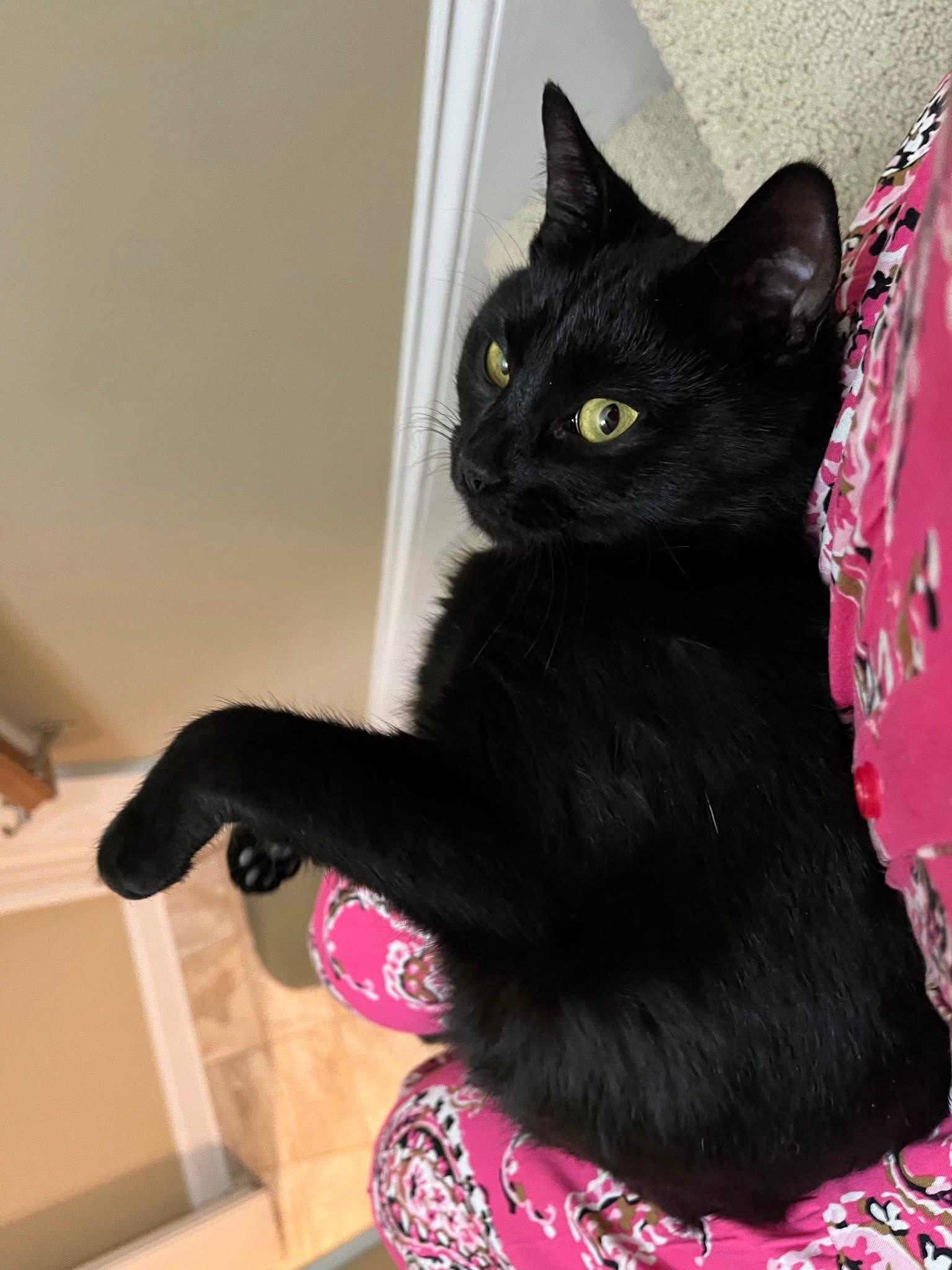 Enlarge Sophia, a ADOPTABLE Domestic Short Hair in Maryville, TN image 5/5