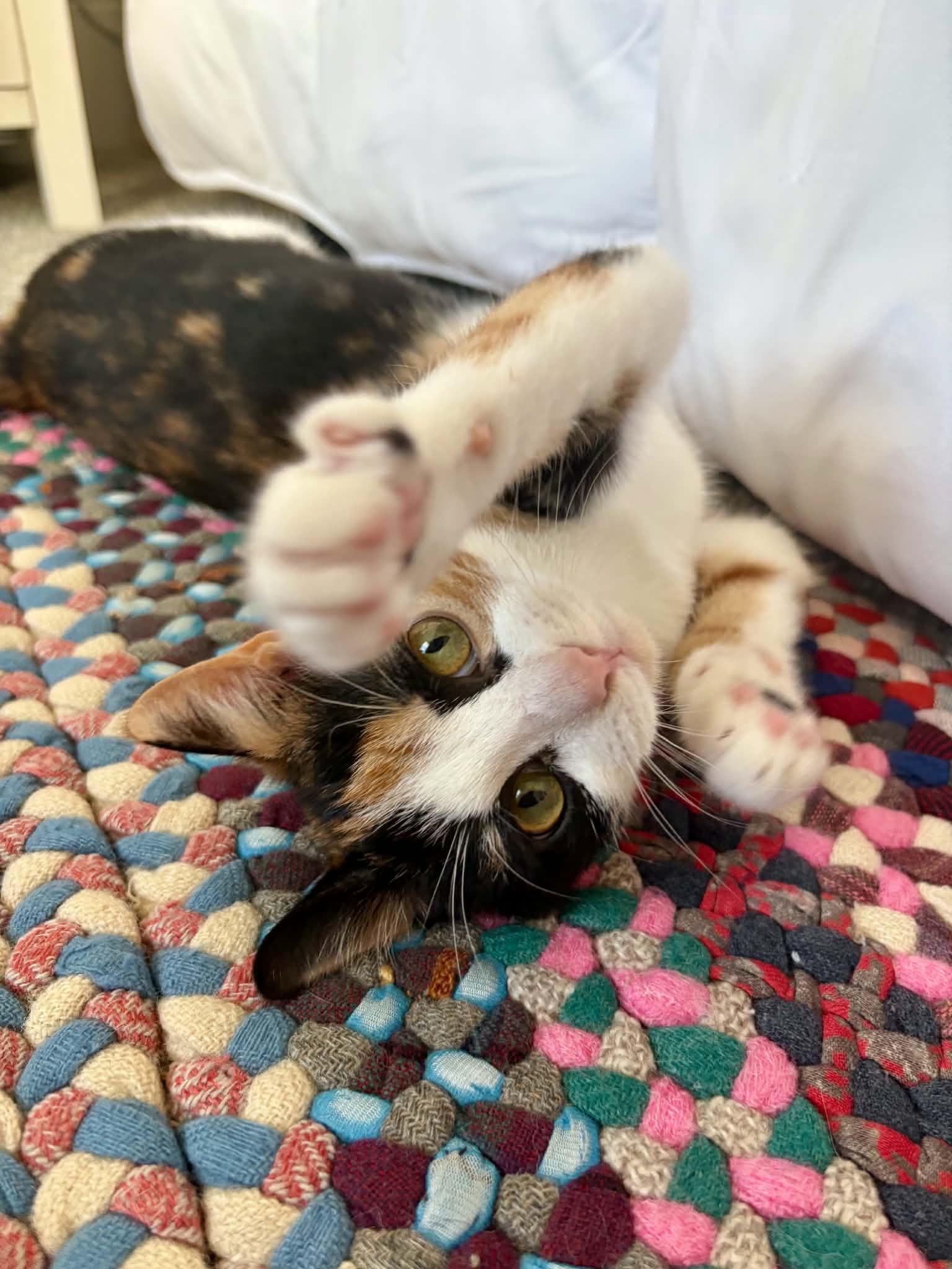 Enlarge Toph, a Adoptable Domestic Short Hair in Raeford, NC image 2/6