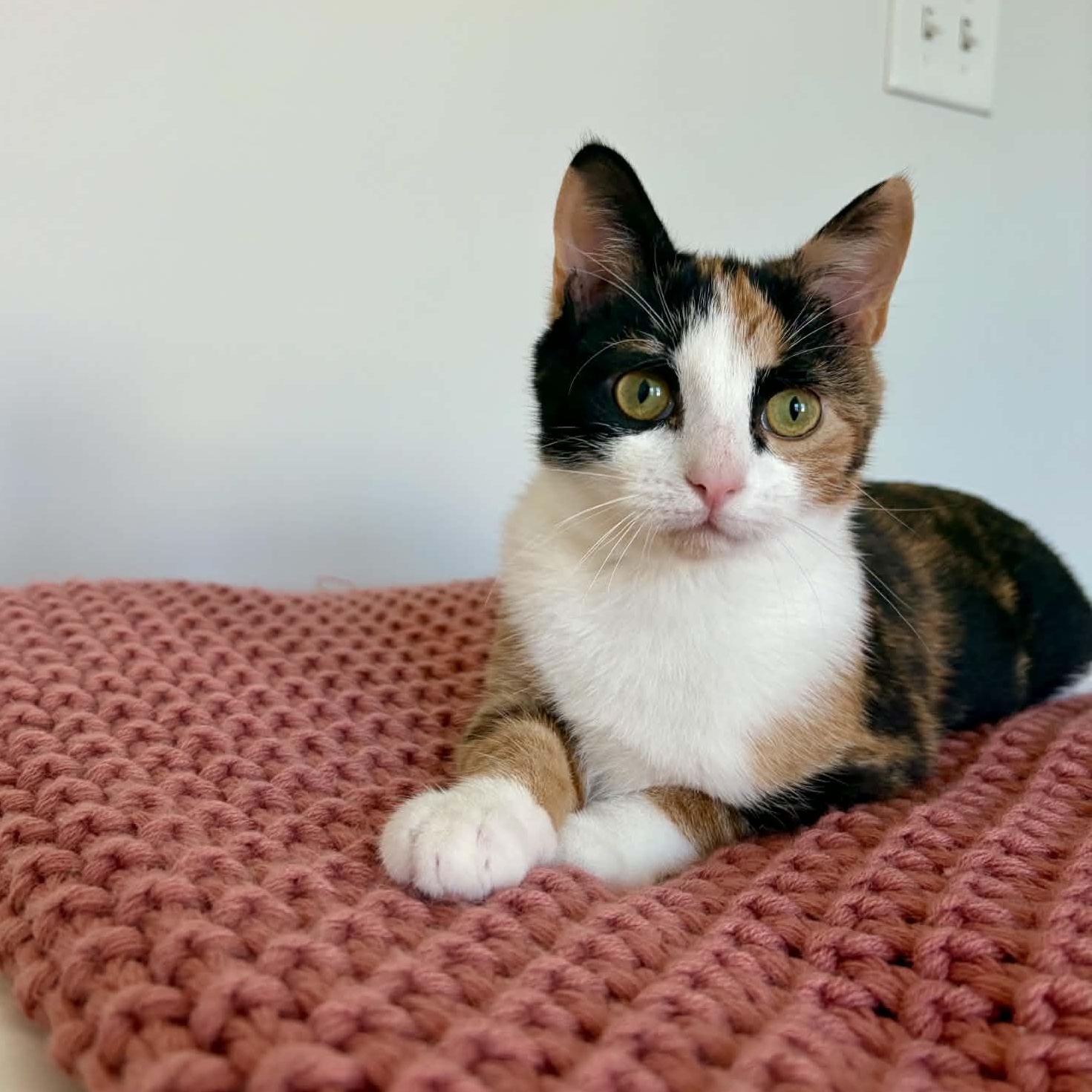 Toph, Adoptable, Kitten Female Domestic Short Hair.