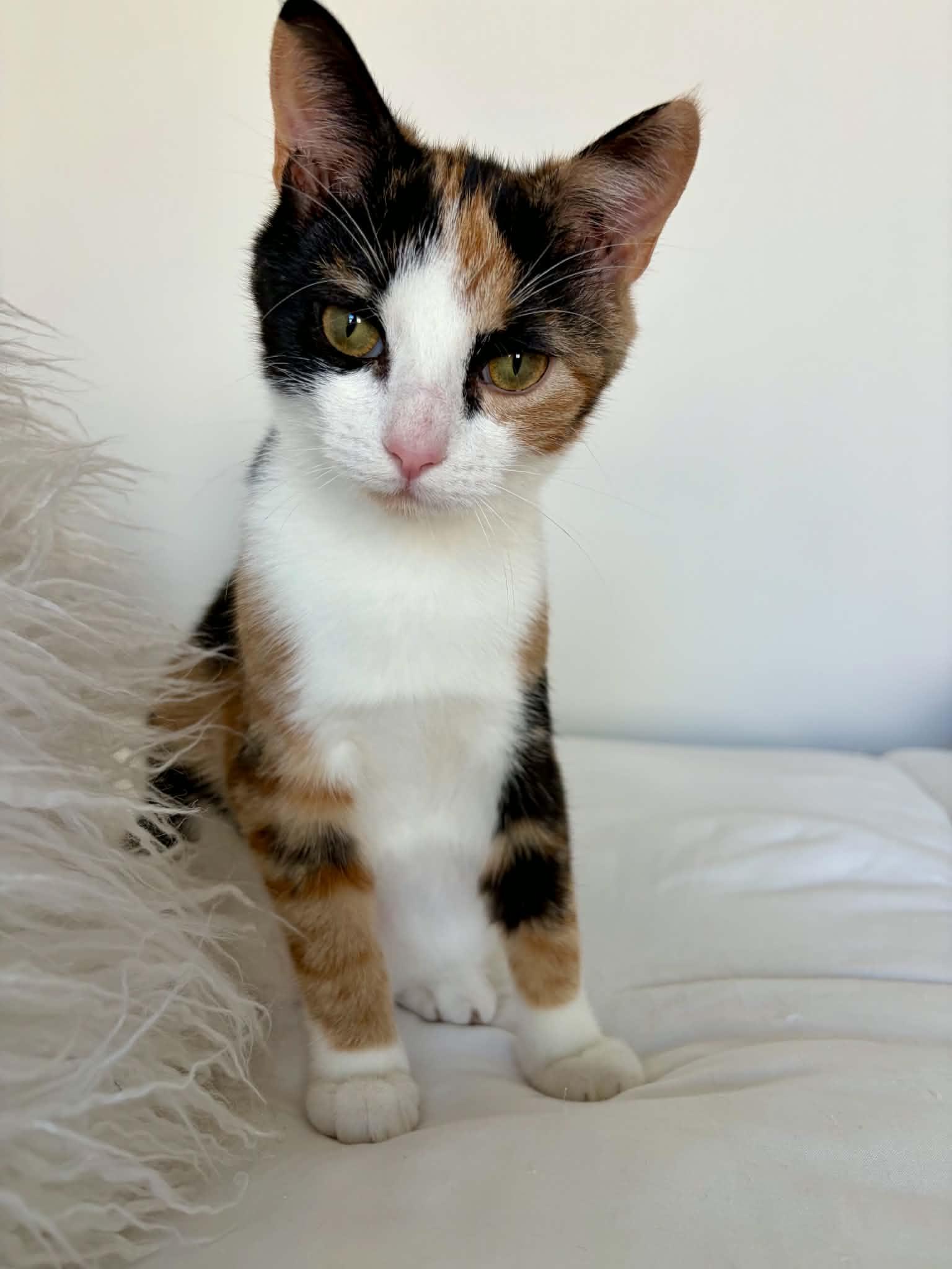 Enlarge Toph, a Adoptable Domestic Short Hair in Raeford, NC image 4/6