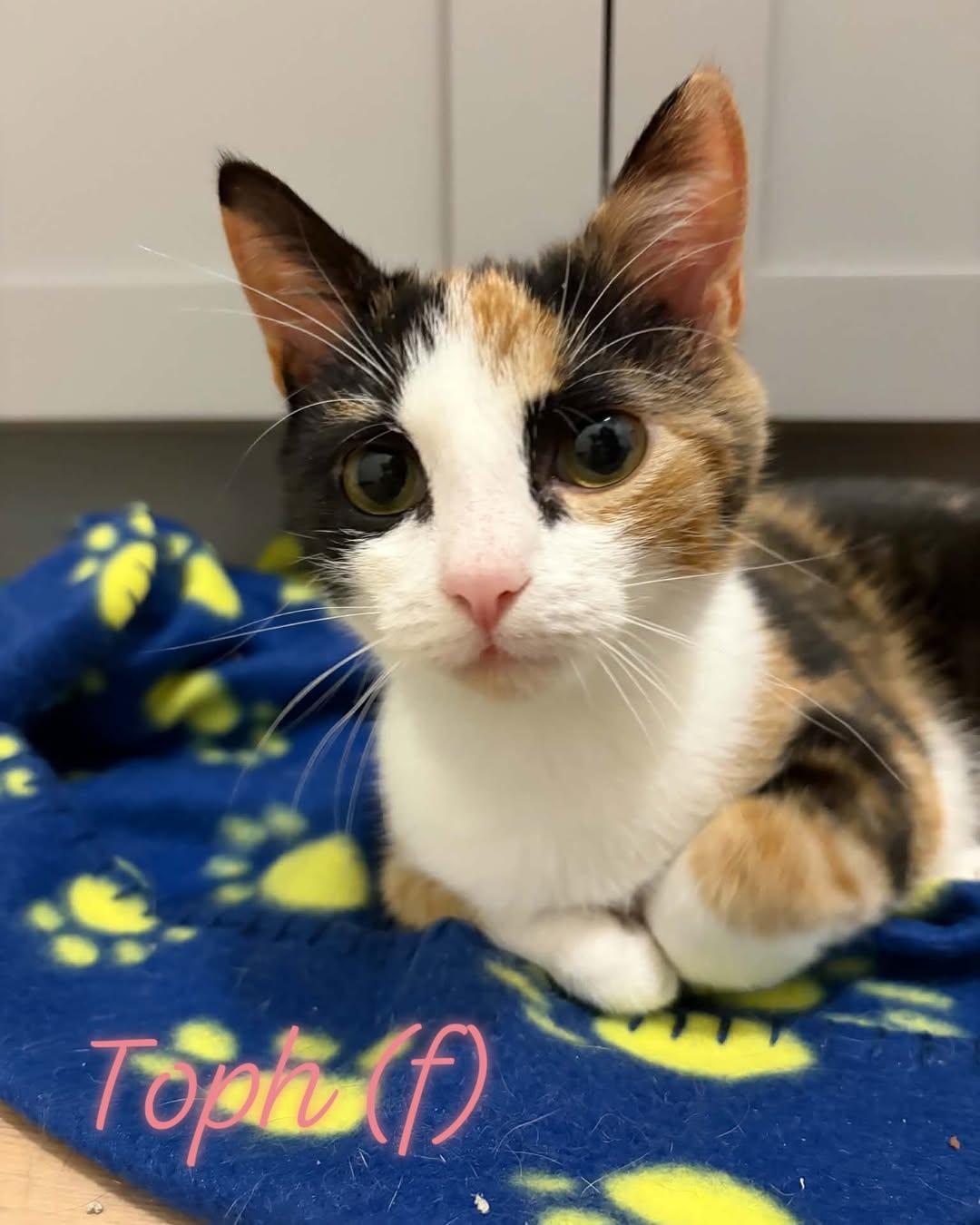 Enlarge Toph, a Adoptable Domestic Short Hair in Raeford, NC image 3/6