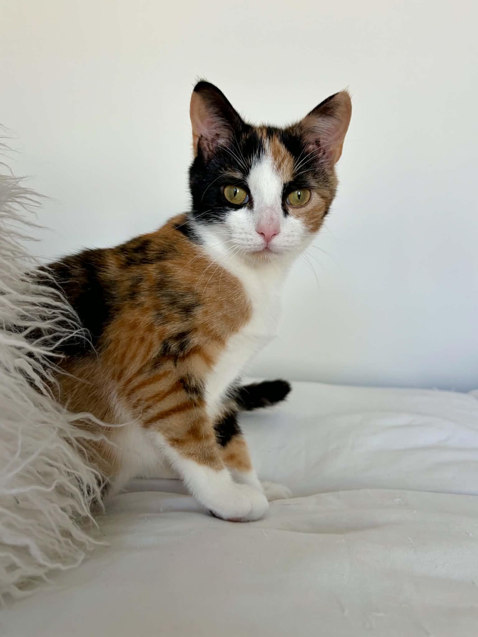 Enlarge Toph, a Adoptable Domestic Short Hair in Raeford, NC image 5/6