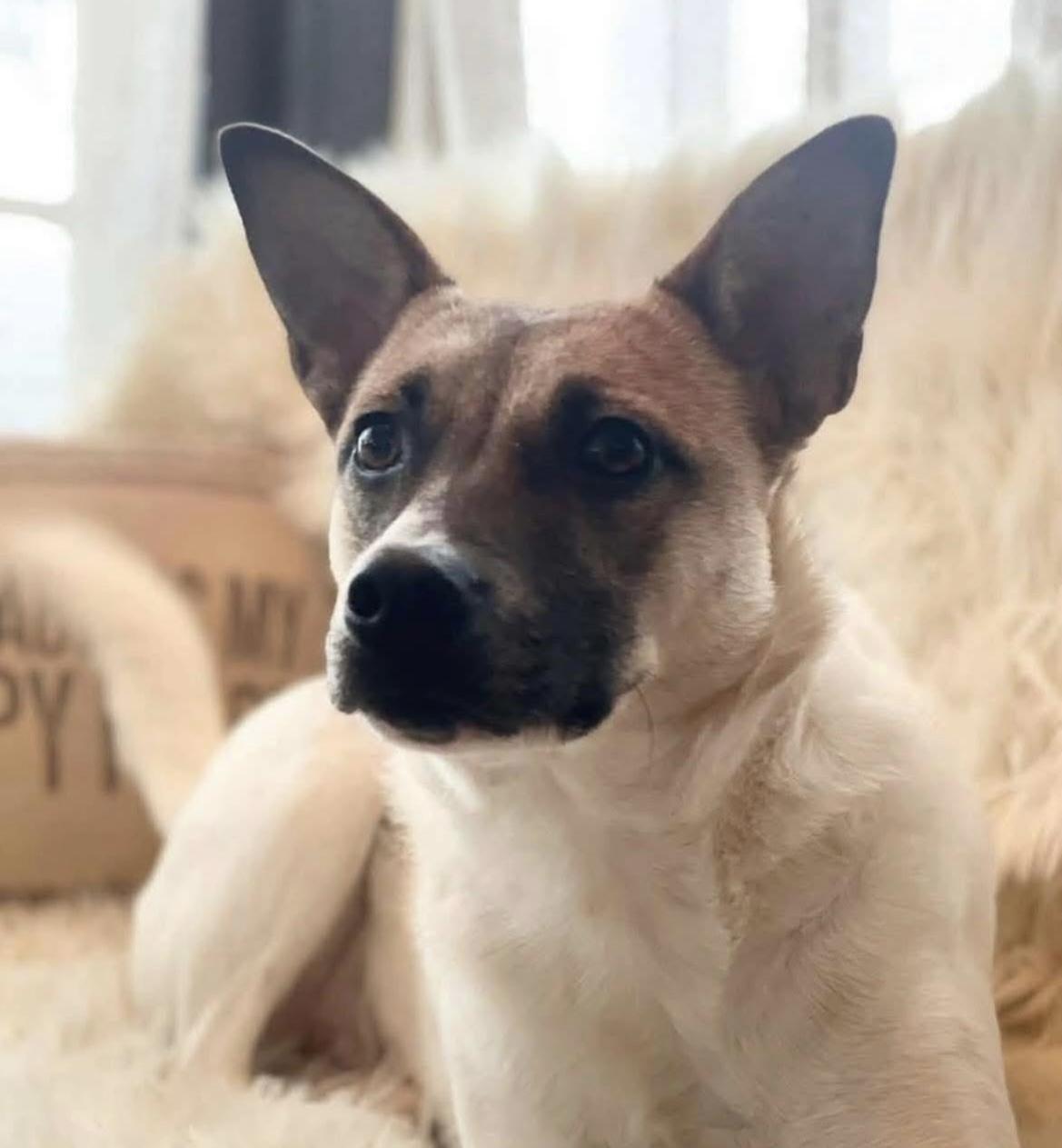 Enlarge Dove, a Adoptable mixed breed in Noxon, MT image 2/6