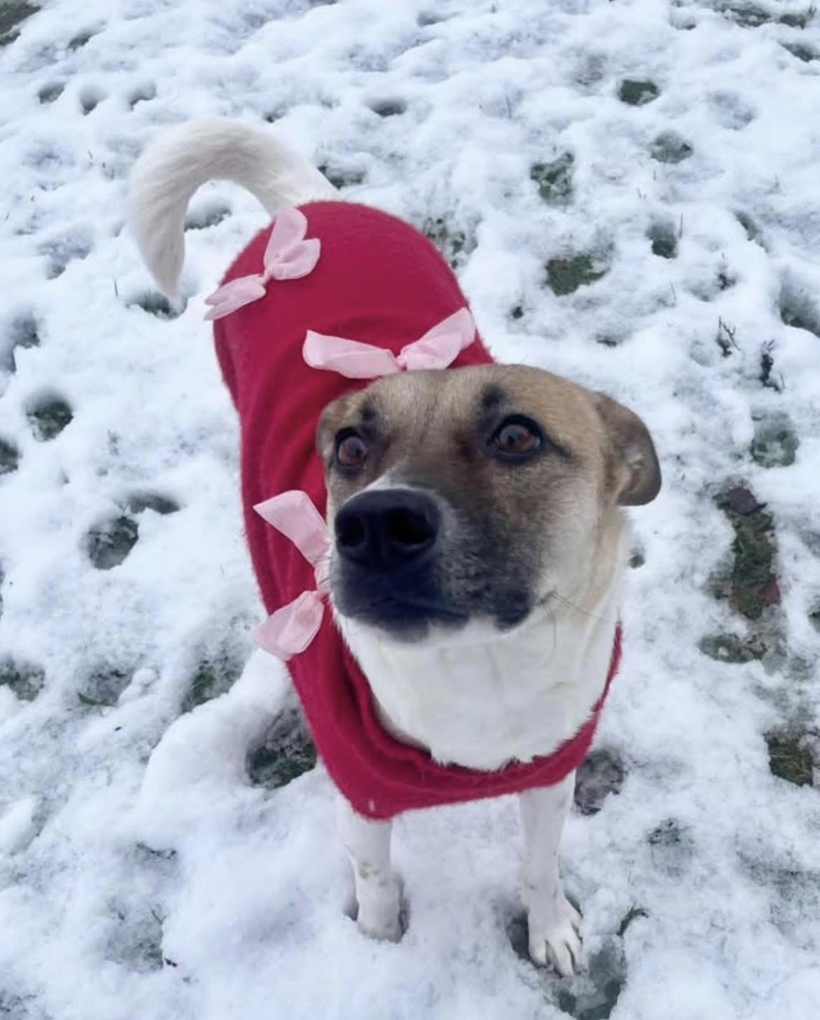 Enlarge Dove, a Adoptable mixed breed in Noxon, MT image 5/6