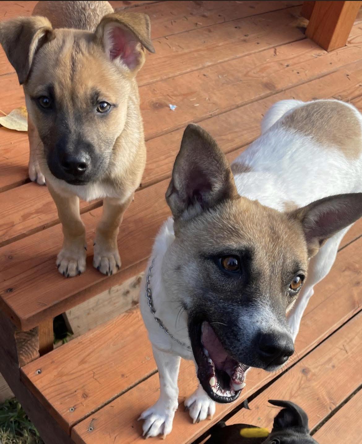 Enlarge Dove, a Adoptable mixed breed in Noxon, MT image 6/6