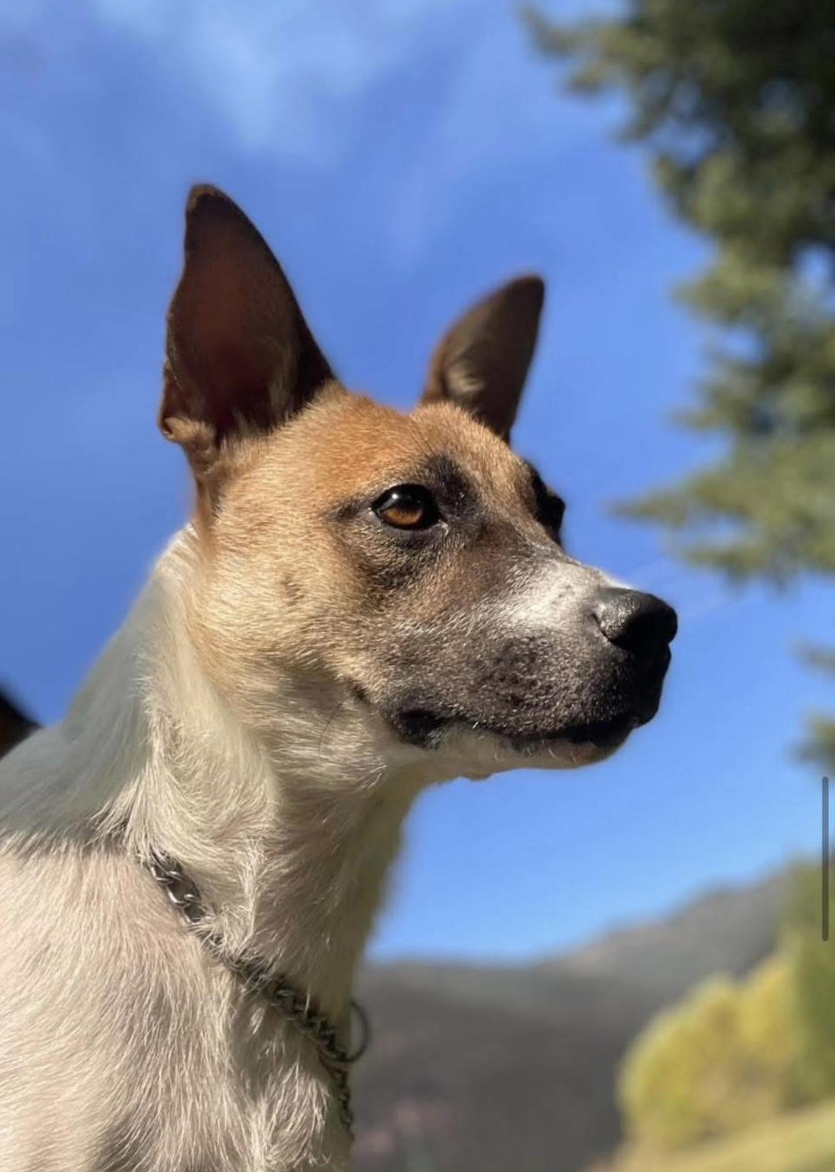 Enlarge Dove, a Adoptable mixed breed in Noxon, MT image 1/6