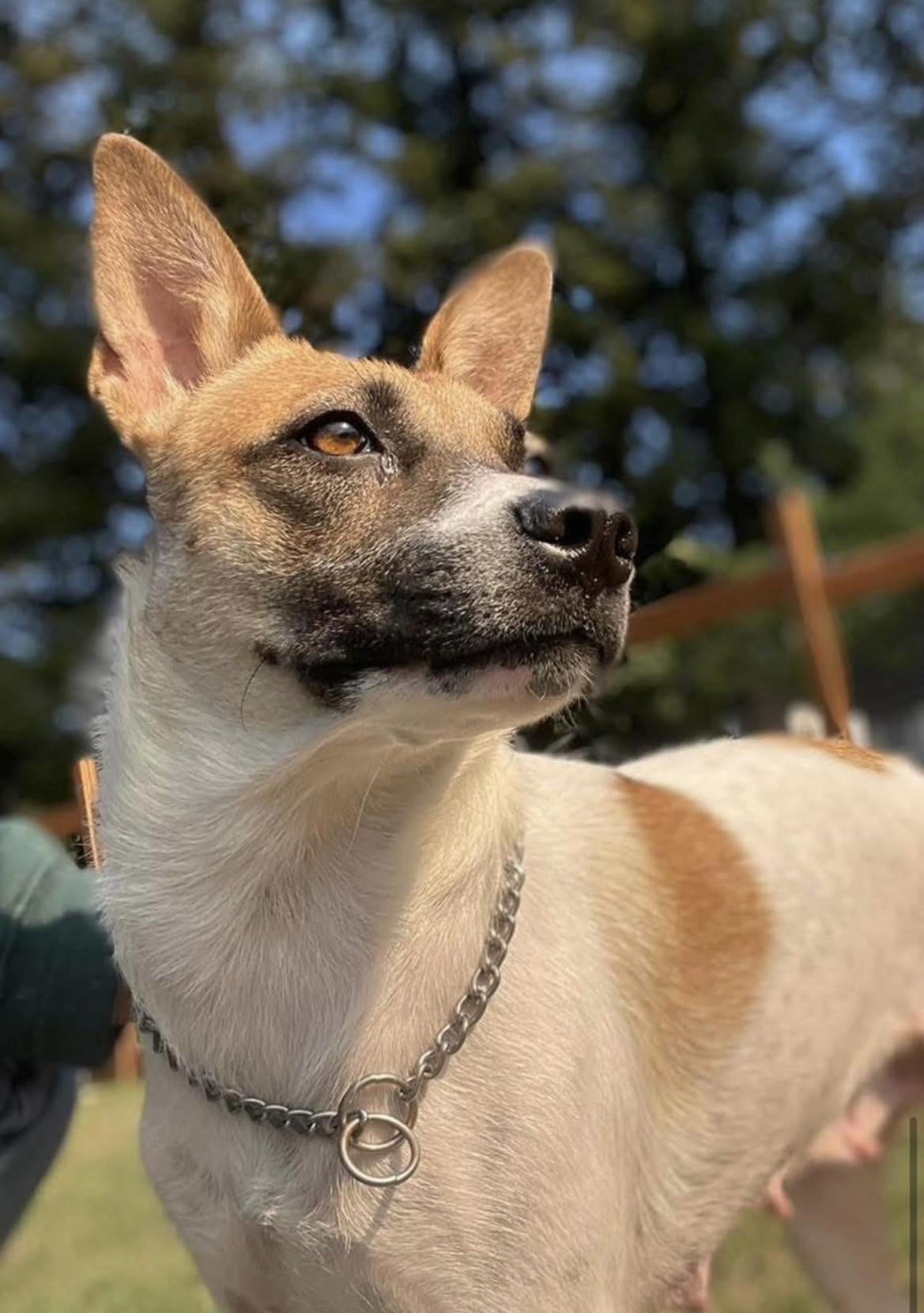Enlarge Dove, a Adoptable mixed breed in Noxon, MT image 3/6