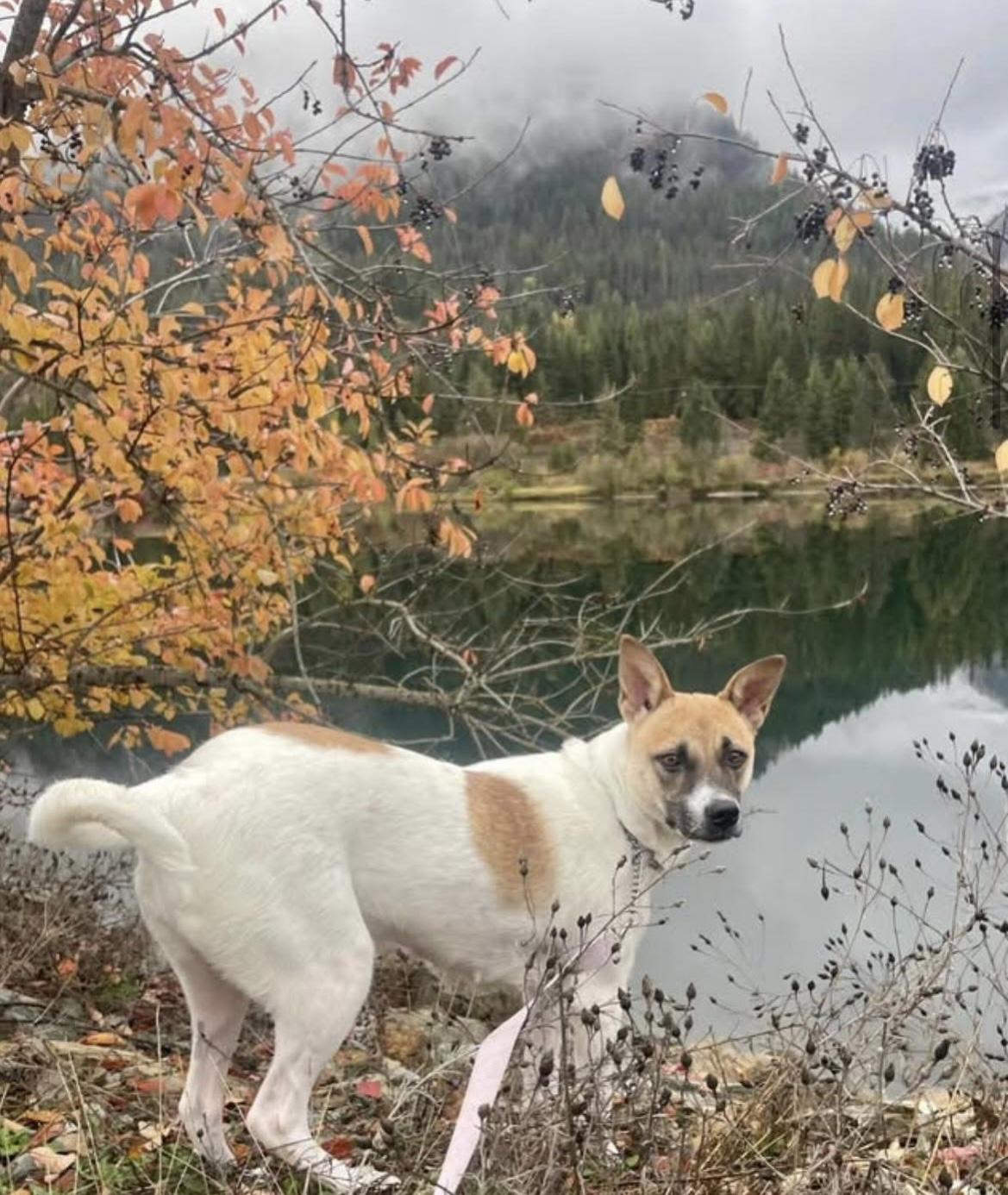 Enlarge Dove, a Adoptable mixed breed in Noxon, MT image 4/6